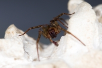Un mle (Araneae - Amaurobiidae - Amaurobius erberi)